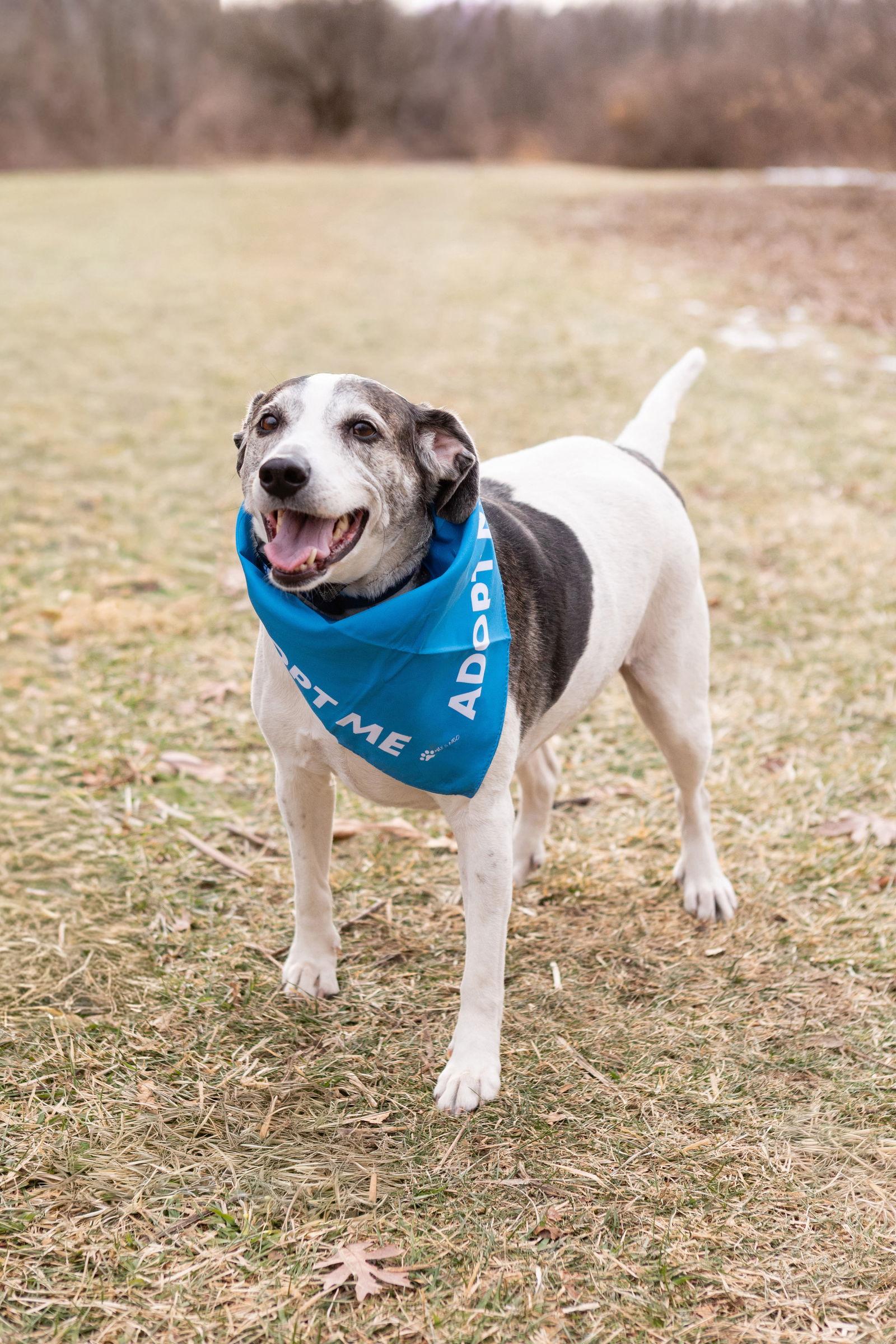 Enlarge Skeeter, a Adoptable Beagle in Crete, IL image 3/3