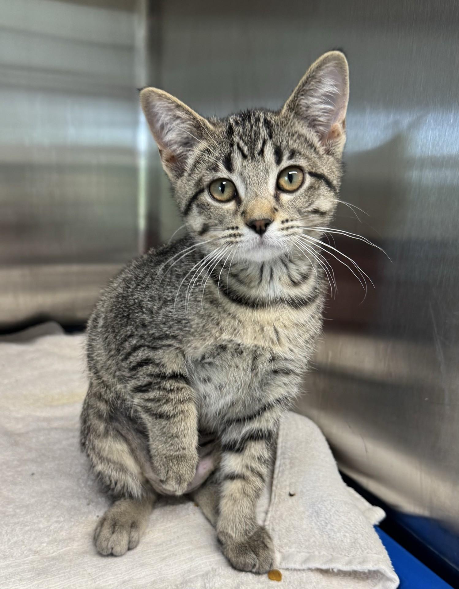 Petunia, ADOPTABLE, Kitten Female Domestic Short Hair.