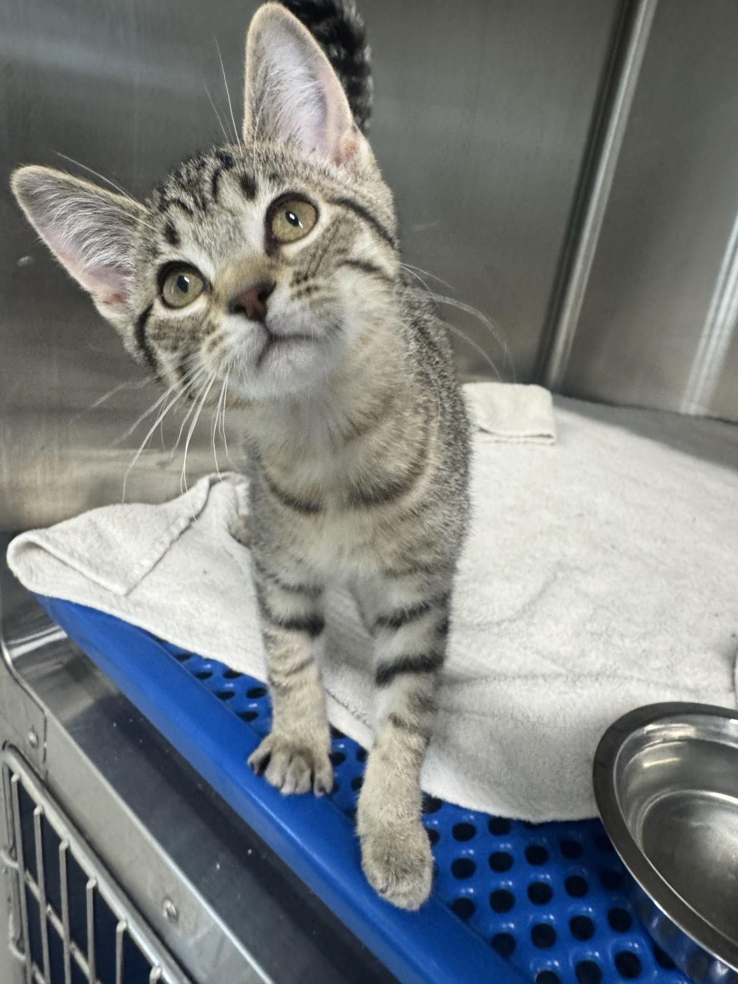 Enlarge Petunia, a ADOPTABLE Domestic Short Hair in Morris, MN image 2/2