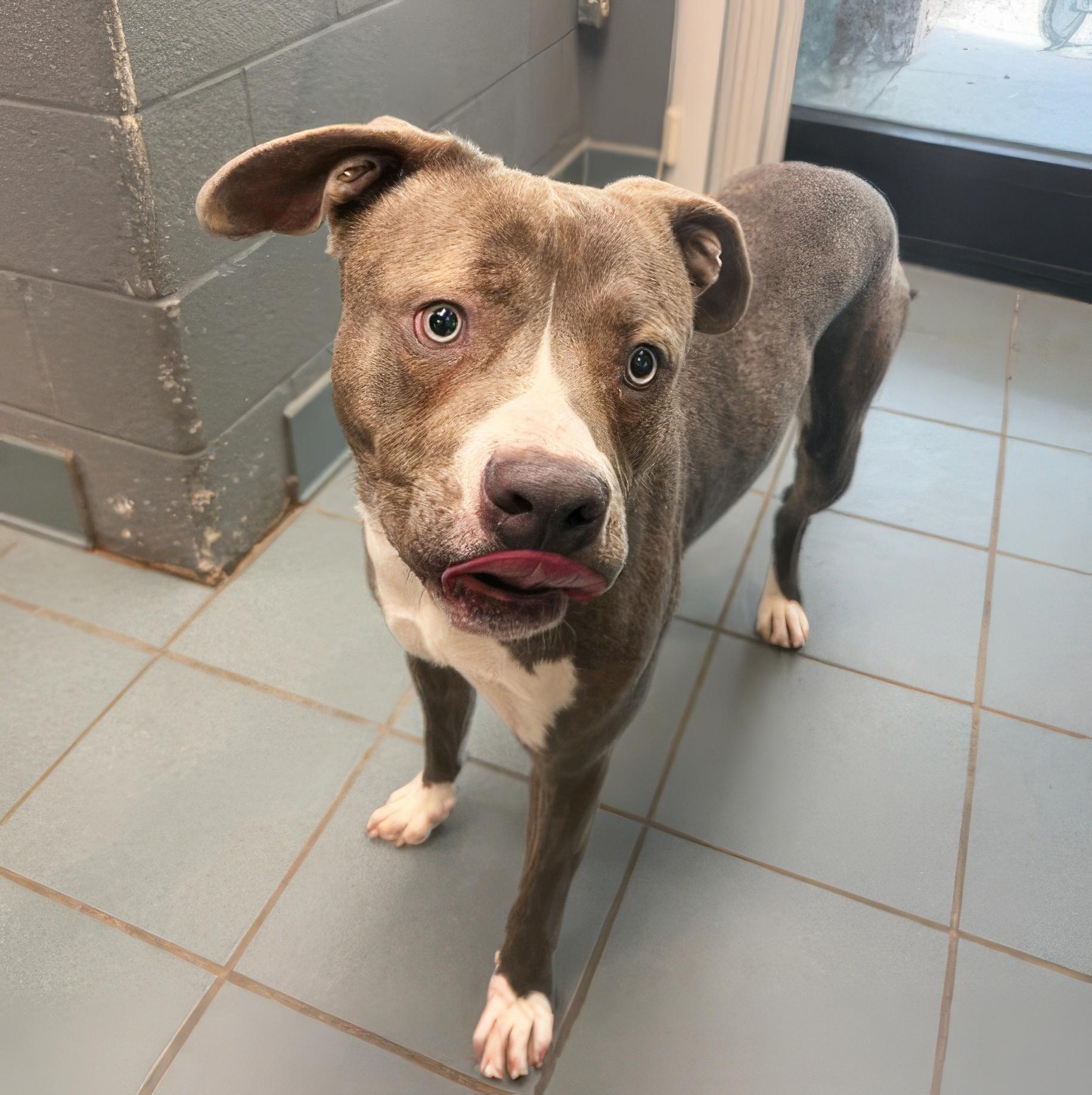 Enlarge Waltz, an adoptable Mixed Breed in Nashville, TN image 2/2