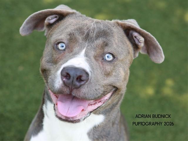 Waltz, adoptable, Adult Male Mixed Breed.