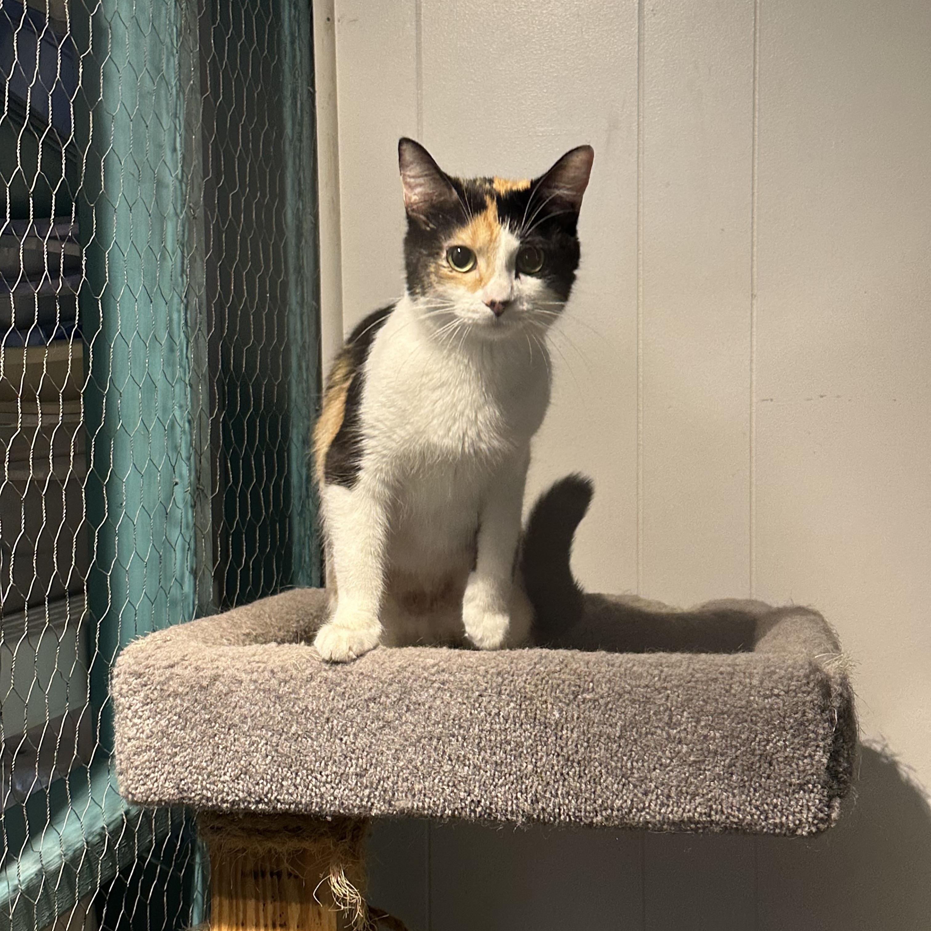 Enlarge Toast, an adoptable Calico in Hay River, NT image 1/1