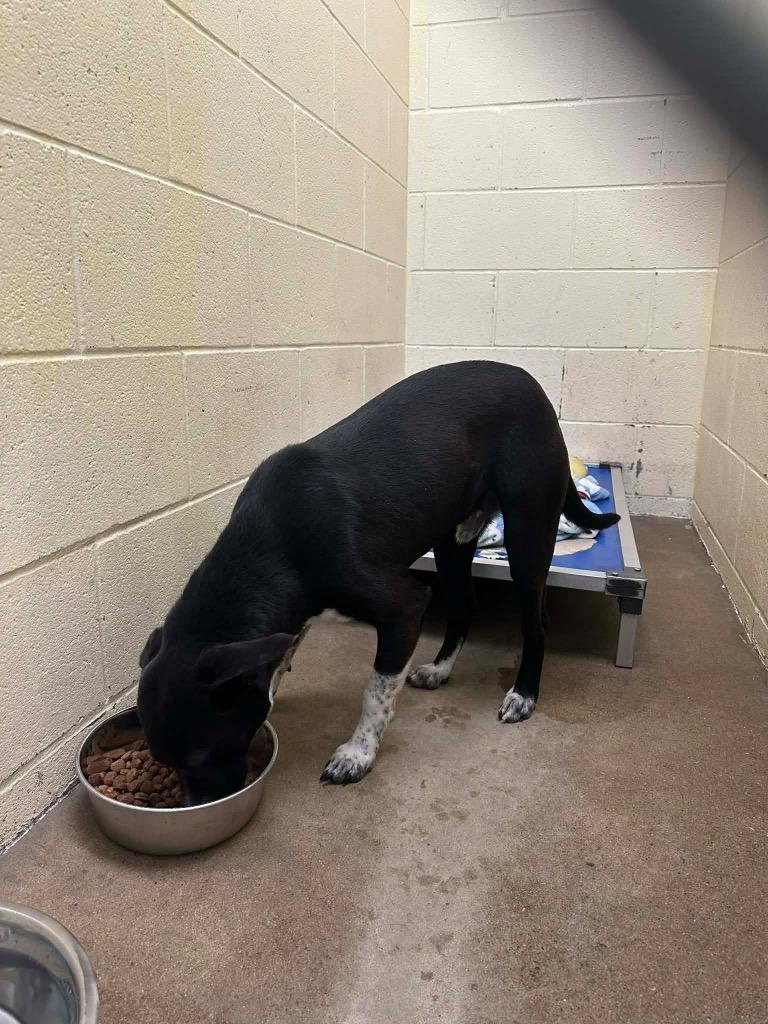 MURPHY, Adoptable, Adult Male Mixed Breed.