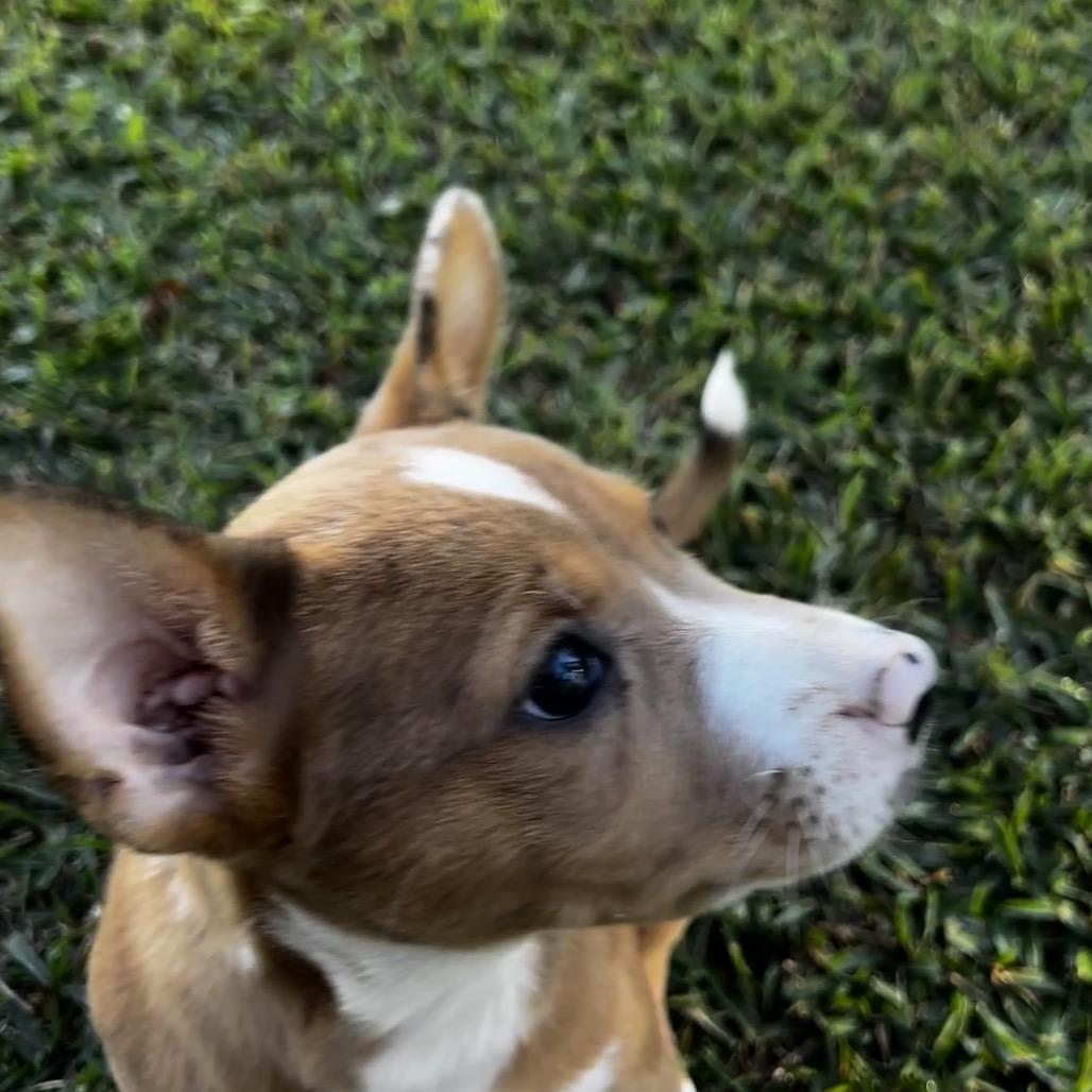Enlarge Pinkie, a Adoptable Mixed Breed in Oakdale, LA image 1/6