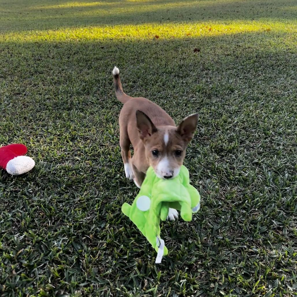 Enlarge Pinkie, a Adoptable Mixed Breed in Oakdale, LA image 4/6