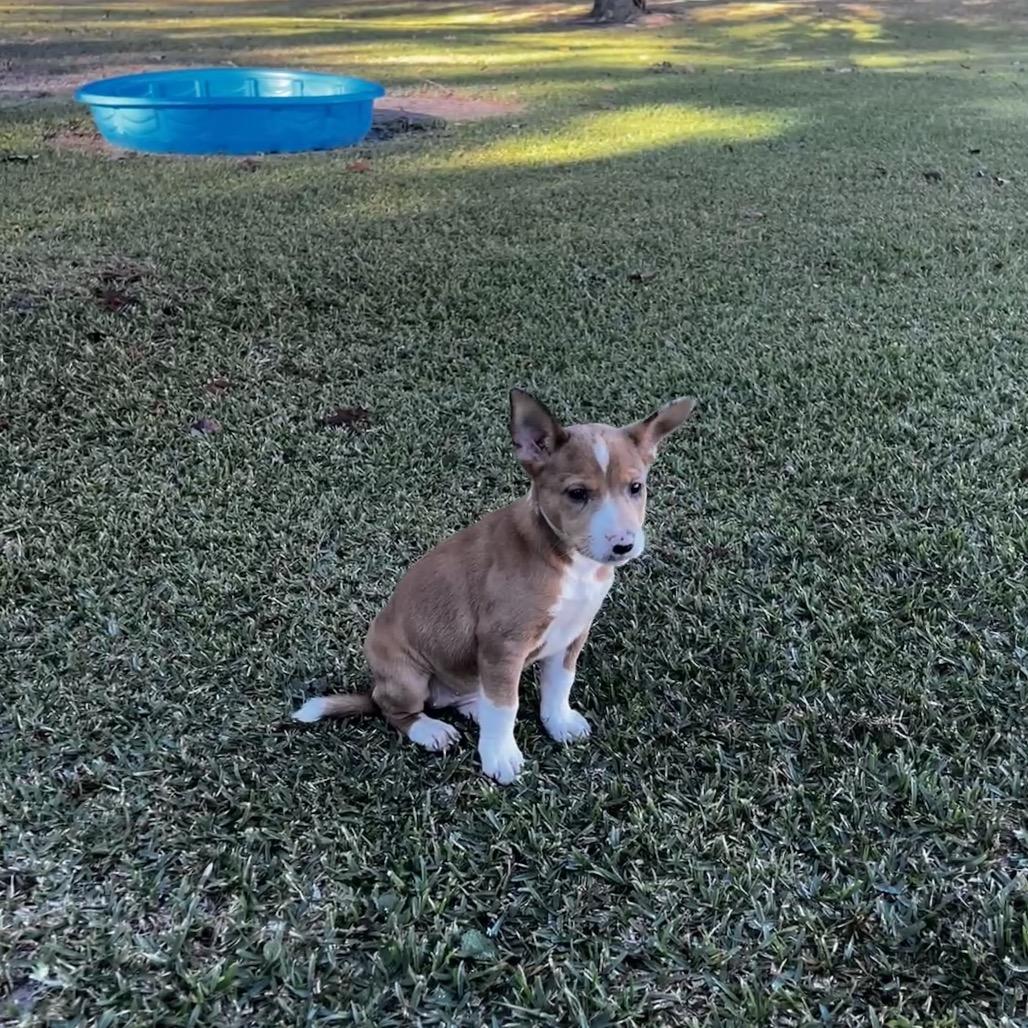 Enlarge Pinkie, a Adoptable Mixed Breed in Oakdale, LA image 6/6