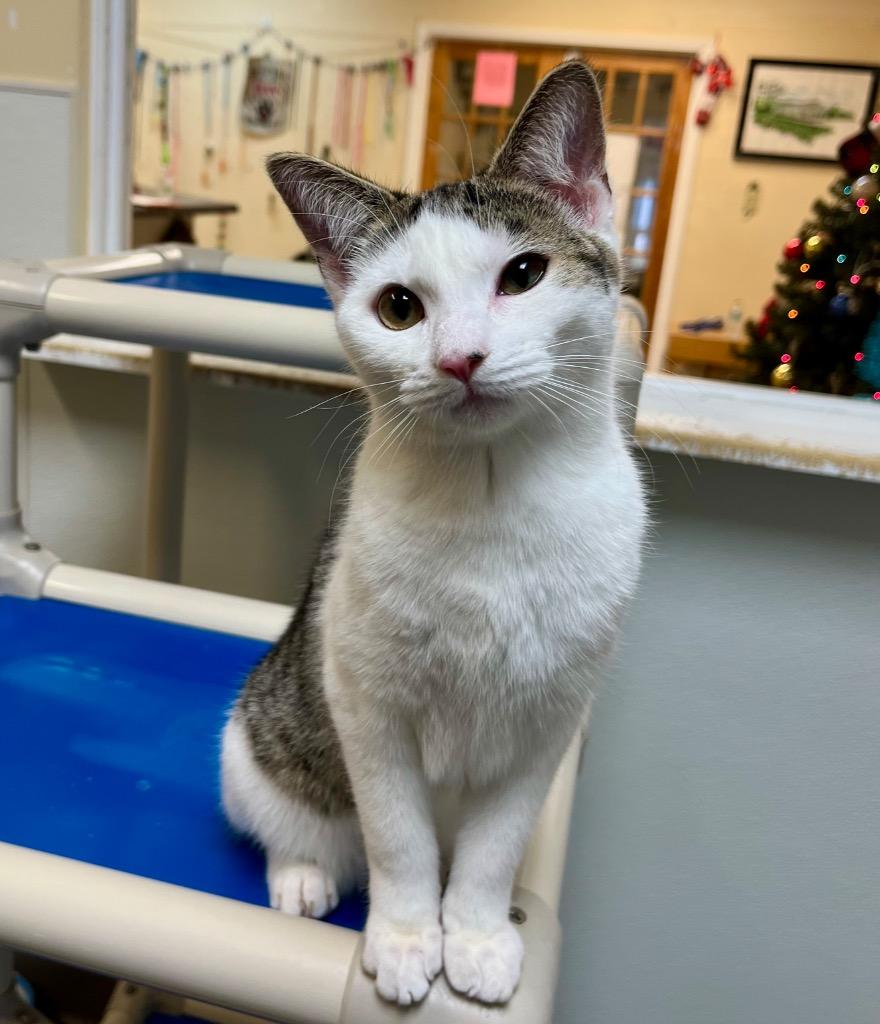 Jagan, Adoptable, Young Male Domestic Short Hair.