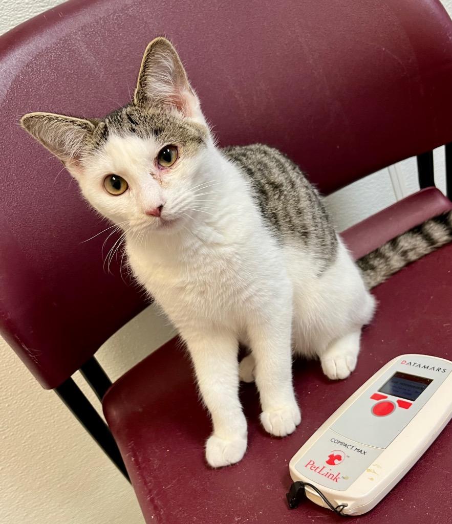 Jagan, Adoptable, Young Male Domestic Short Hair.