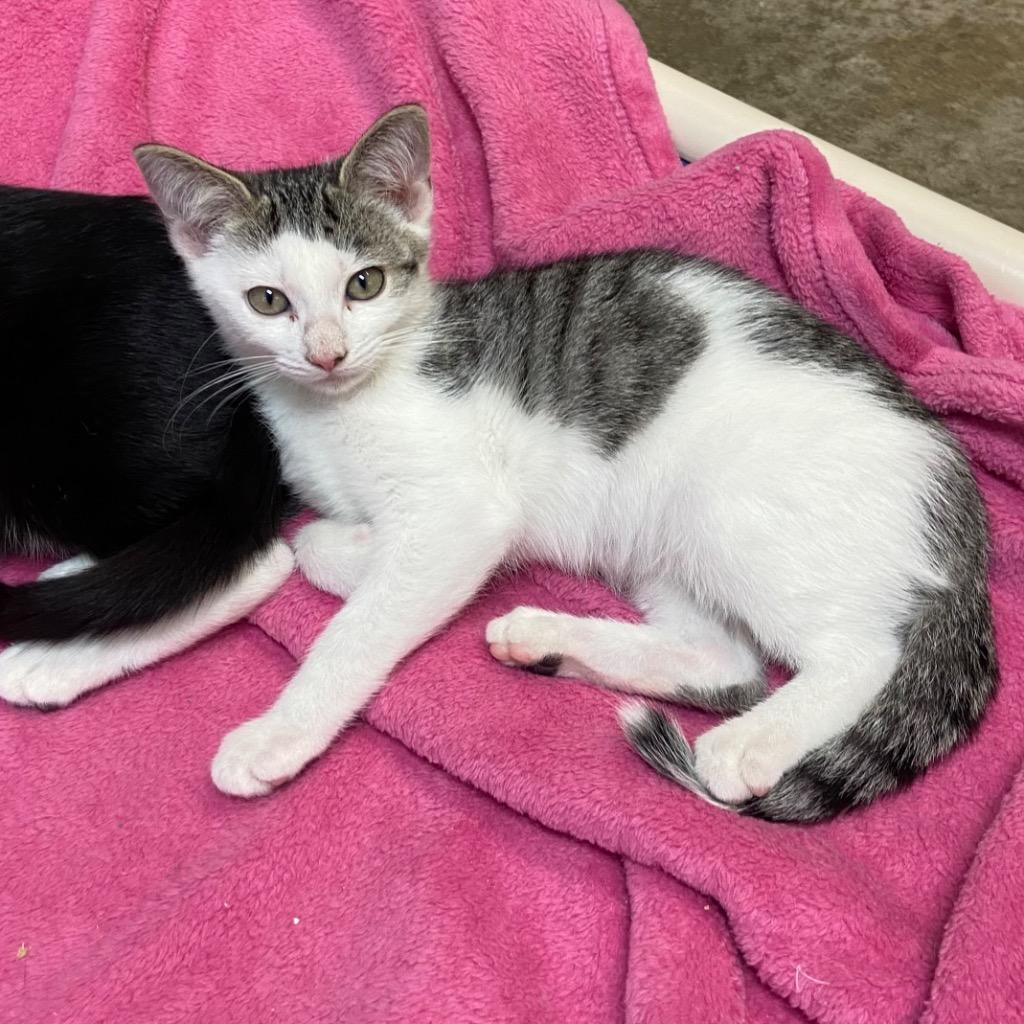 Enlarge Jagan, a Adoptable mixed breed in Clinton, SC image 2/4