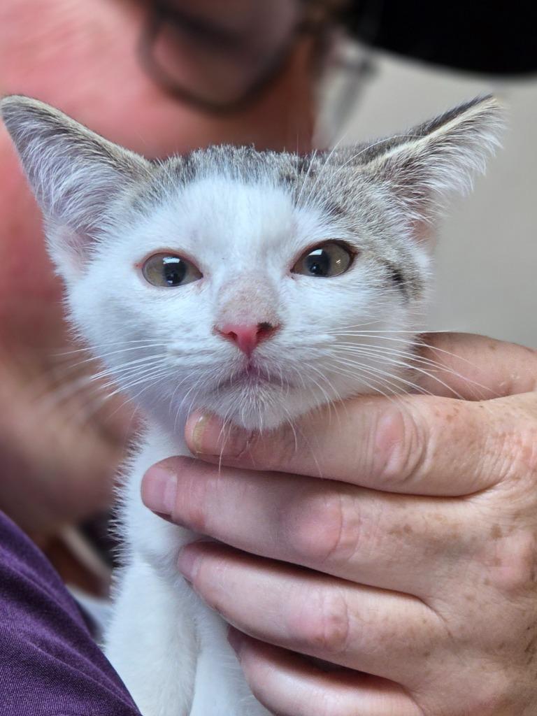 Enlarge Jagan, a Adoptable mixed breed in Clinton, SC image 4/4