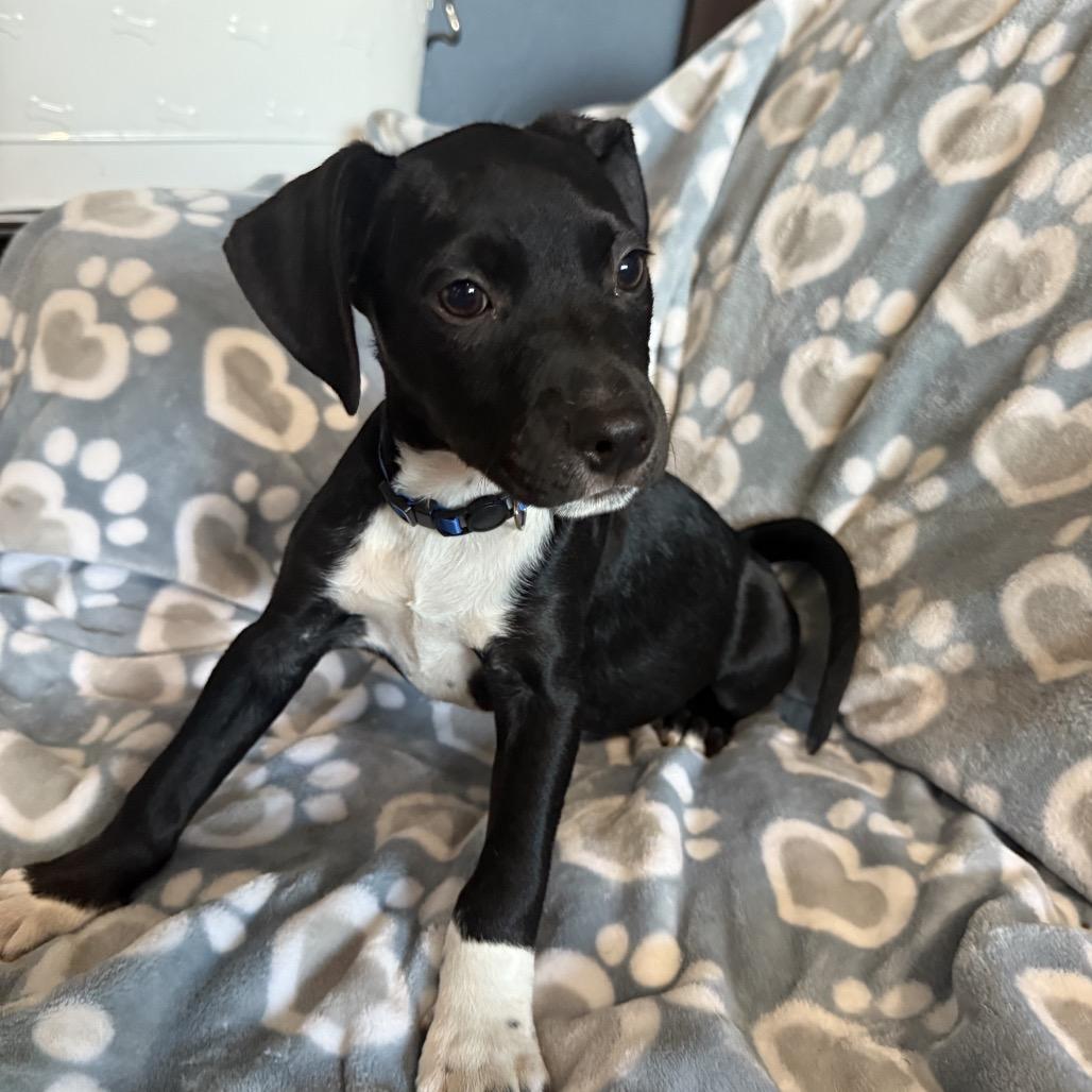 Roland, Adoptable, Puppy Male Chihuahua & Pit Bull Terrier.