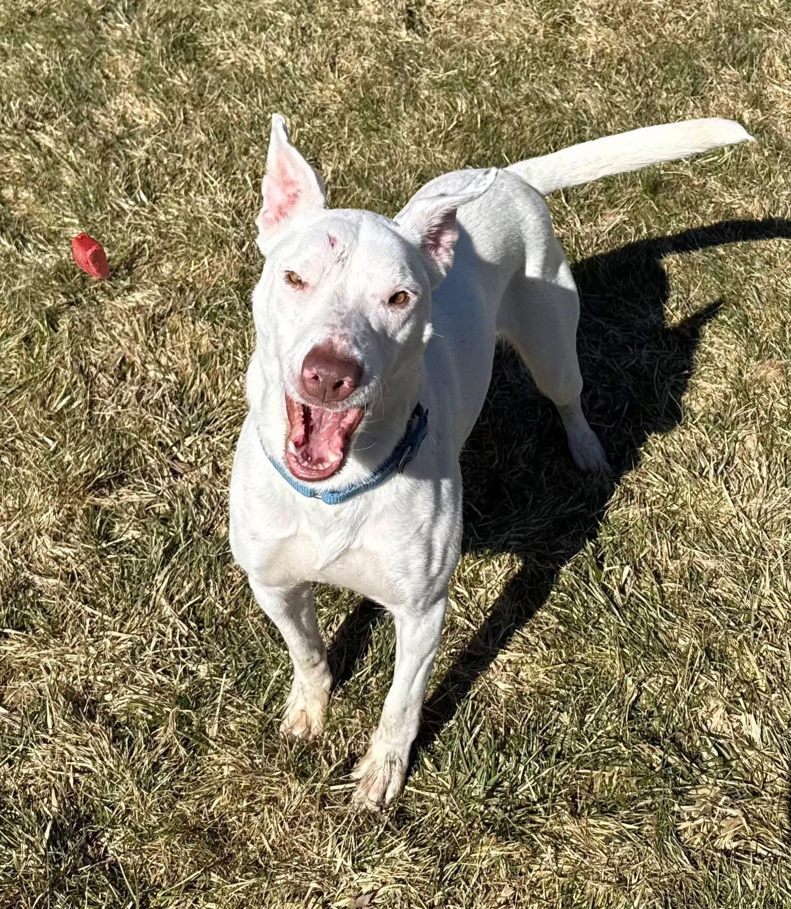 Phoebe, a ADOPTABLE mixed breed in Mansfield, OH image 3/3