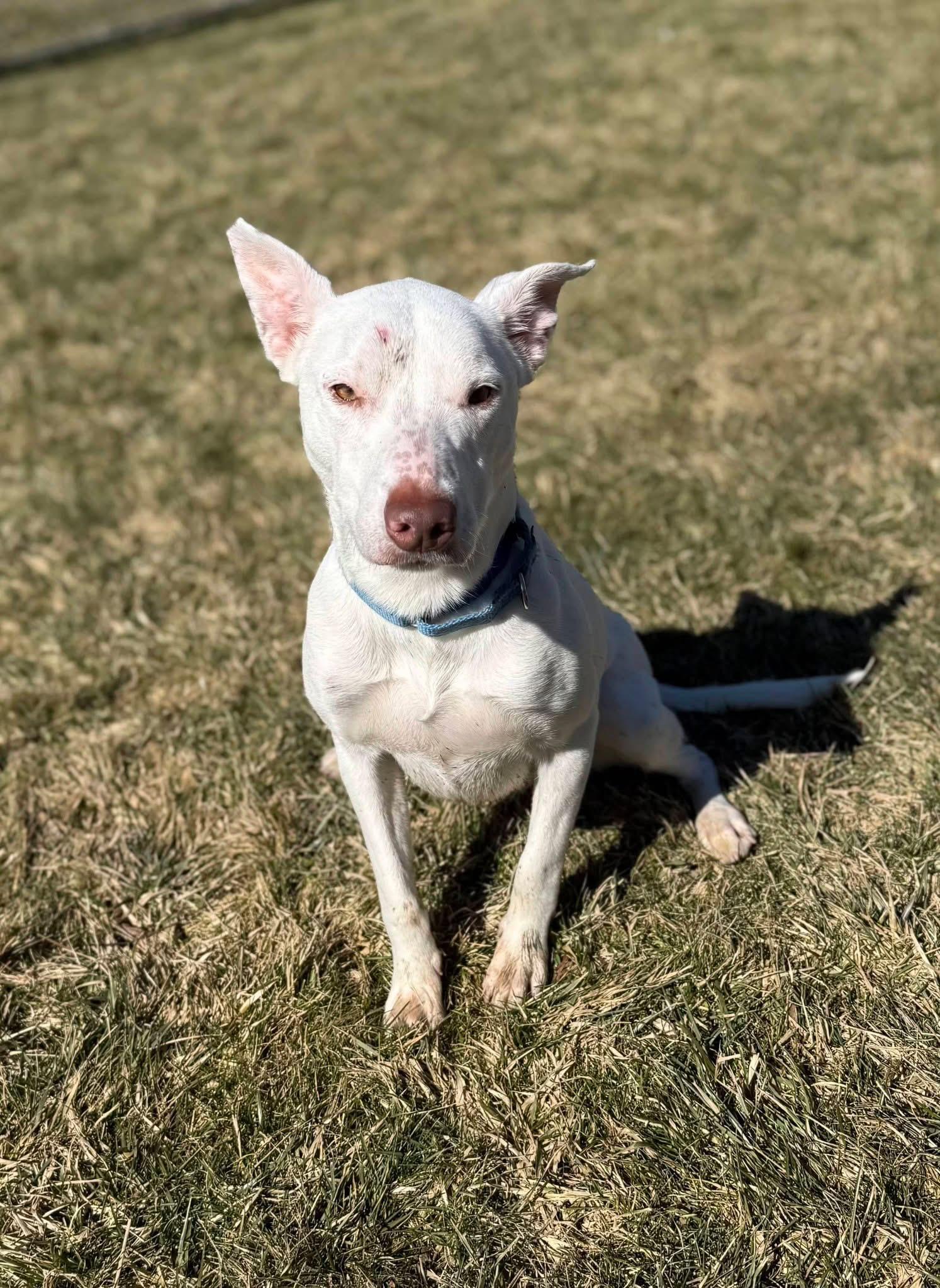 Phoebe, a ADOPTABLE mixed breed in Mansfield, OH image 2/3