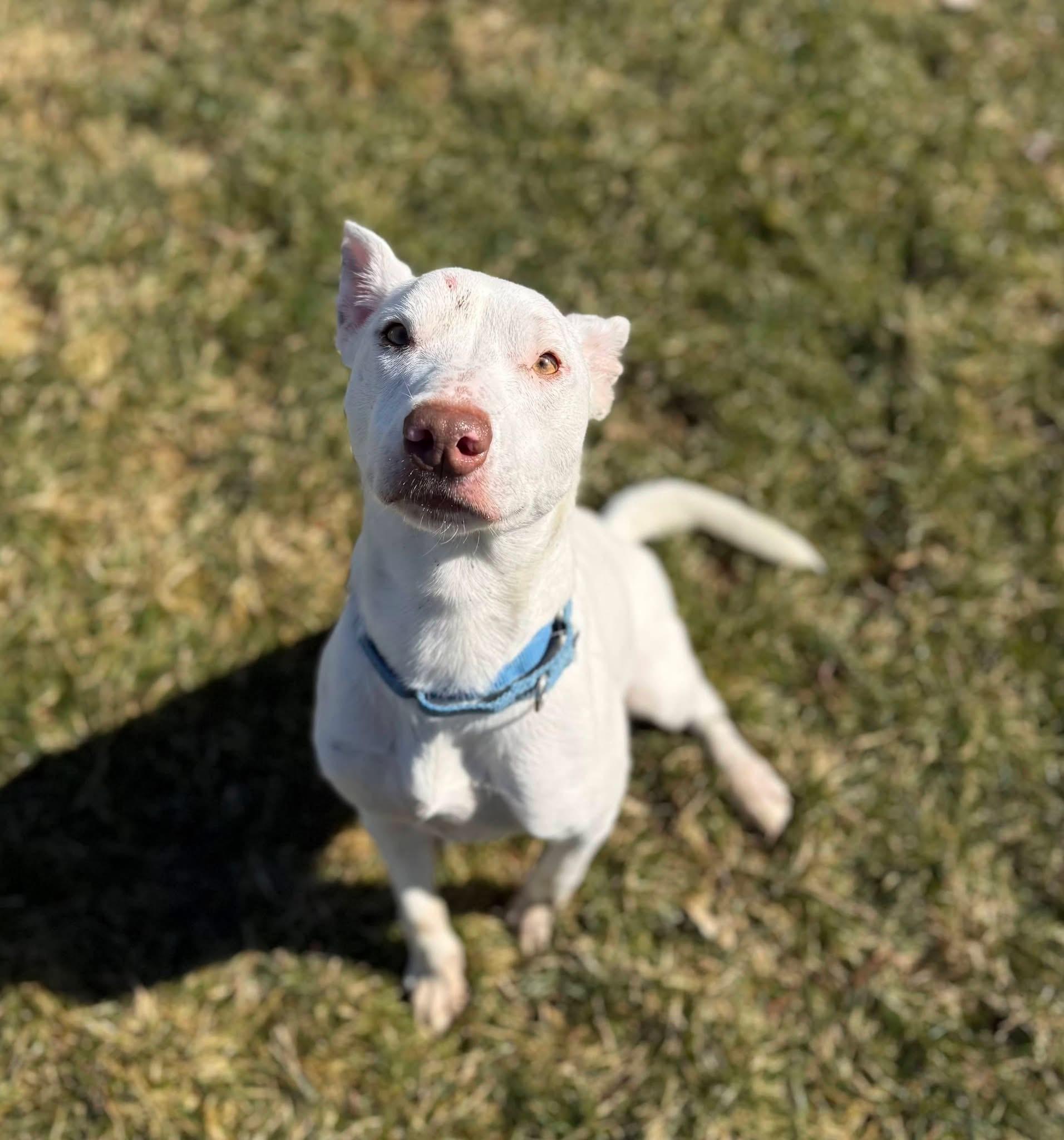 Phoebe, ADOPTABLE, Adult Female Terrier.