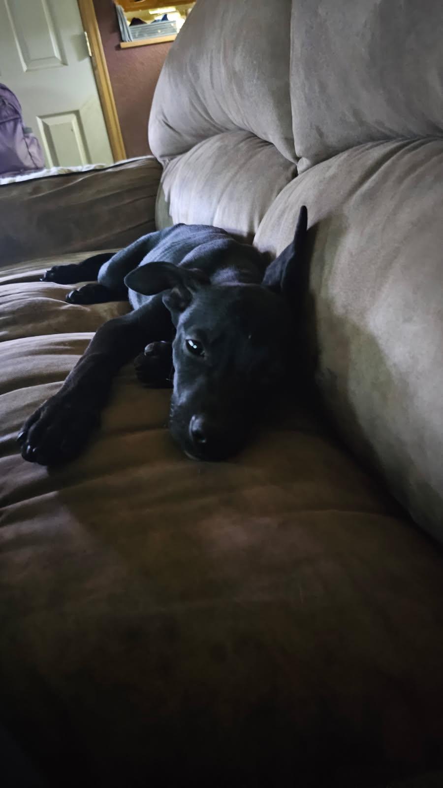 Val, Adopted, Puppy Female Mixed Breed.