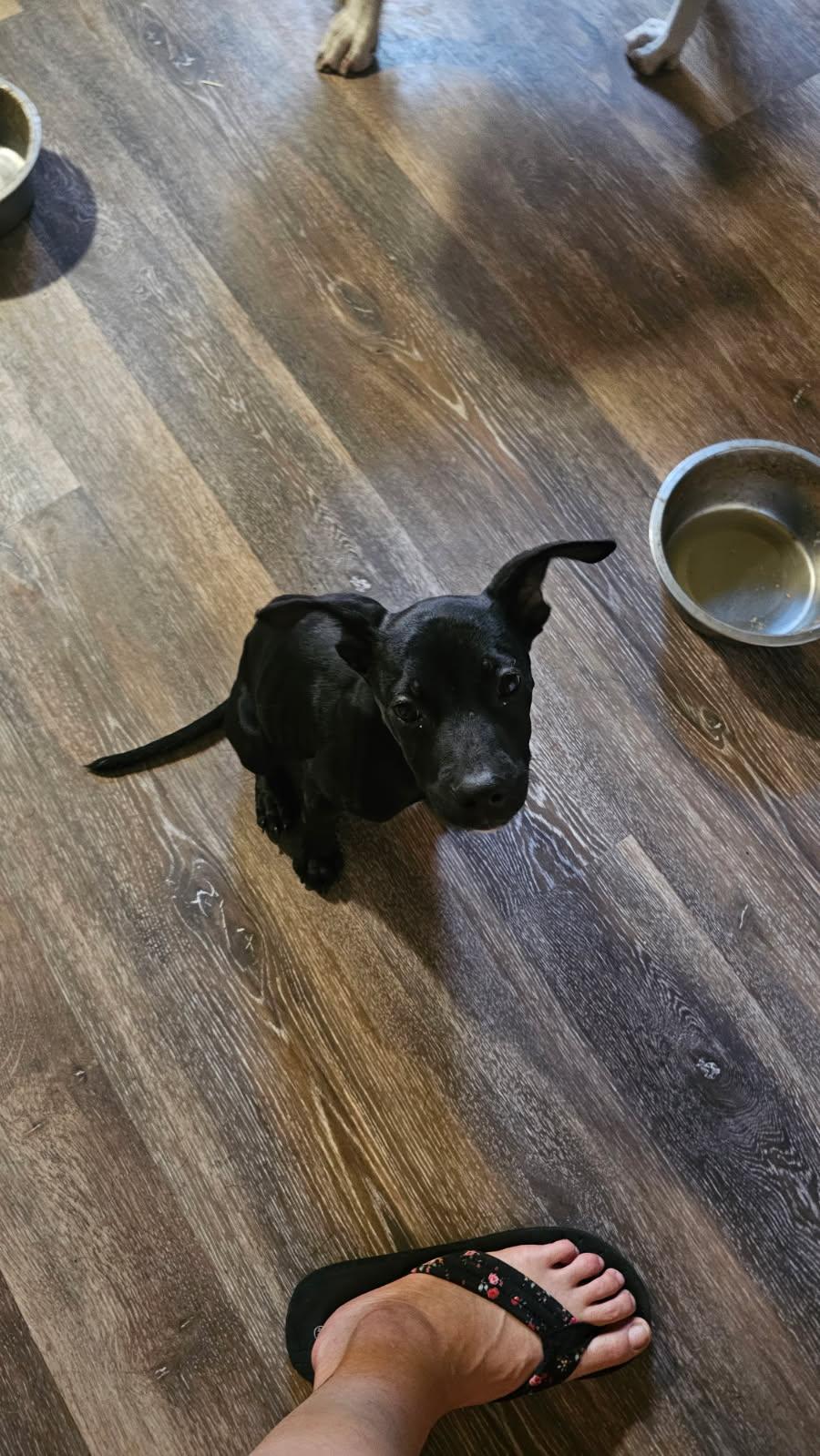 Val, a Adopted Mixed Breed in Fort Collins, CO image 2/3