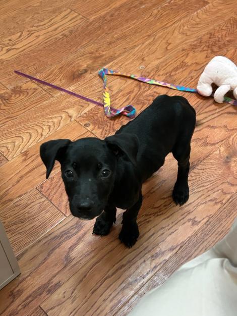 Val, a Adopted Mixed Breed in Fort Collins, CO image 3/3