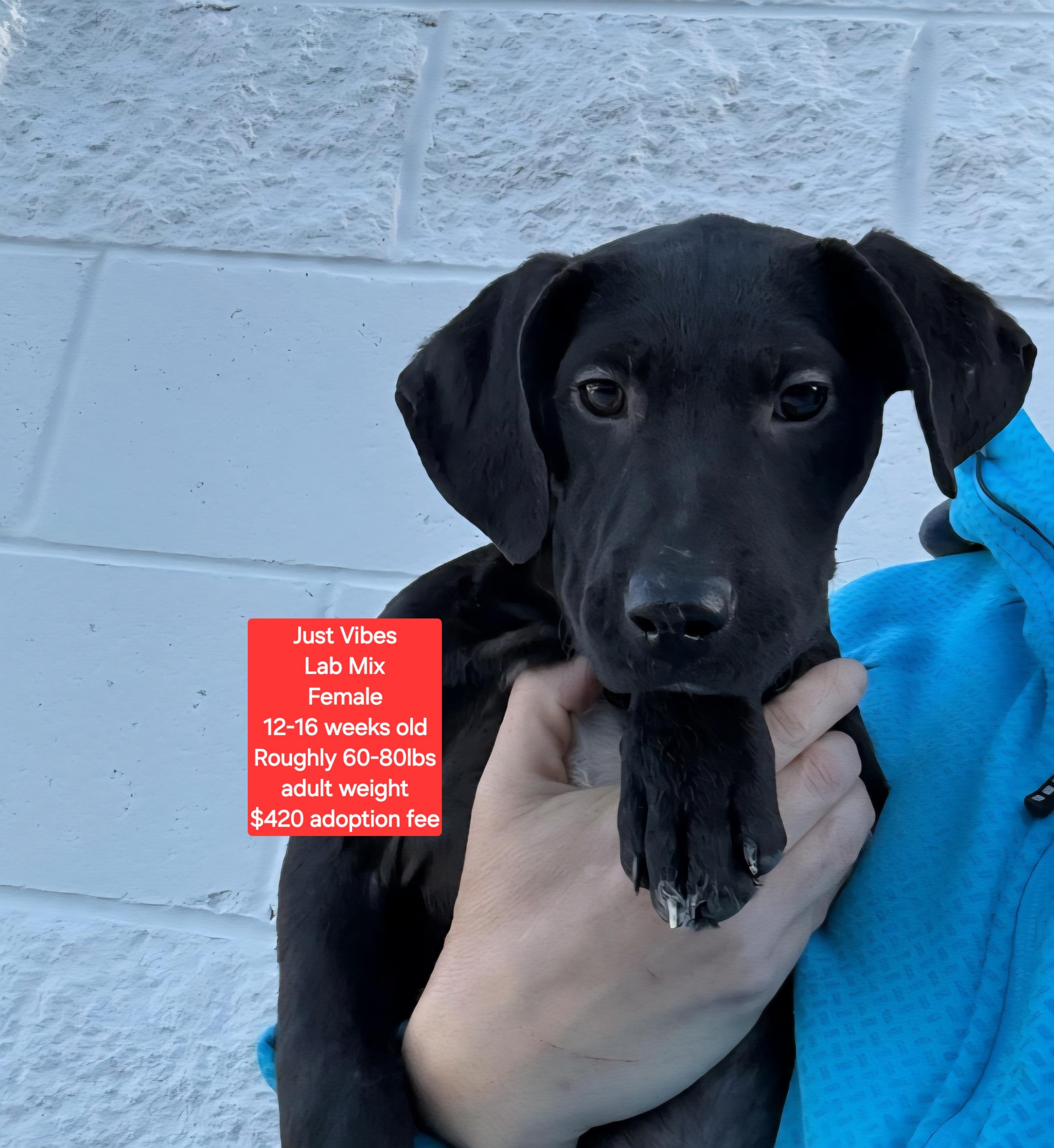 Enlarge Just Vibes, a ADOPTABLE mixed breed in Oviedo, FL image 1/1