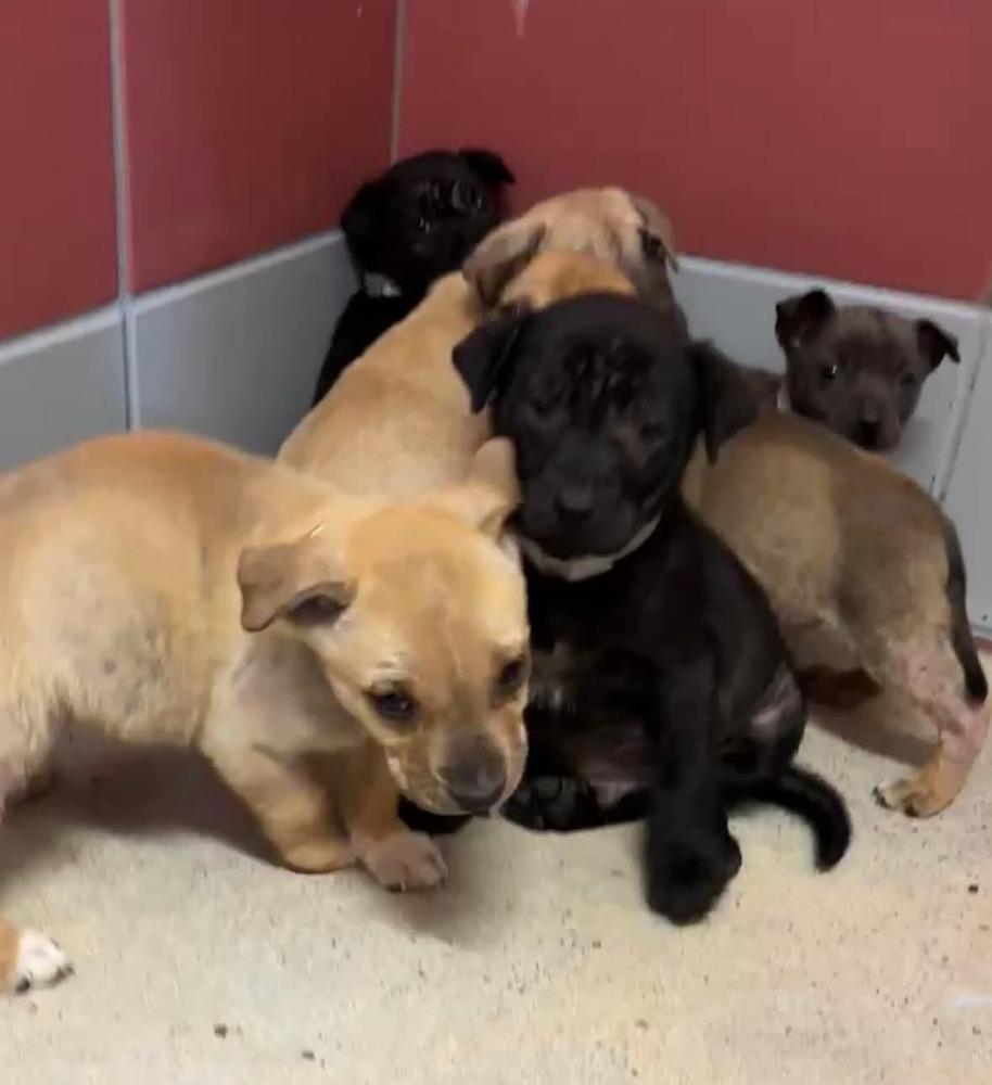 Andrew, Adoptable, Puppy Male American Staffordshire Terrier & Labrador Retriever.