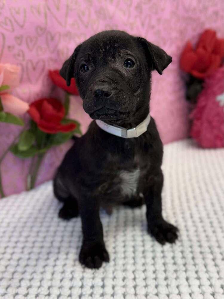 Enlarge Andrew, a Adoptable mixed breed in Sedalia, CO image 3/5