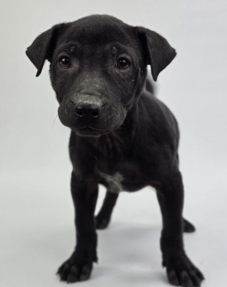 Enlarge Andrew, a Adoptable mixed breed in Sedalia, CO image 4/5