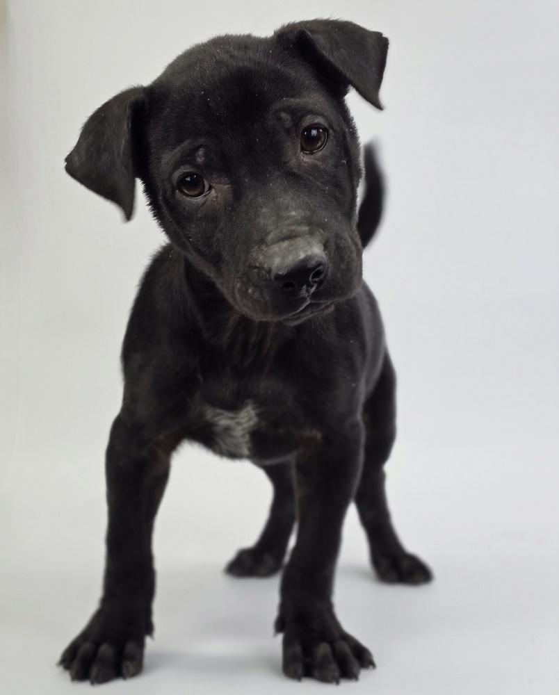 Enlarge Andrew, a Adoptable mixed breed in Sedalia, CO image 5/5