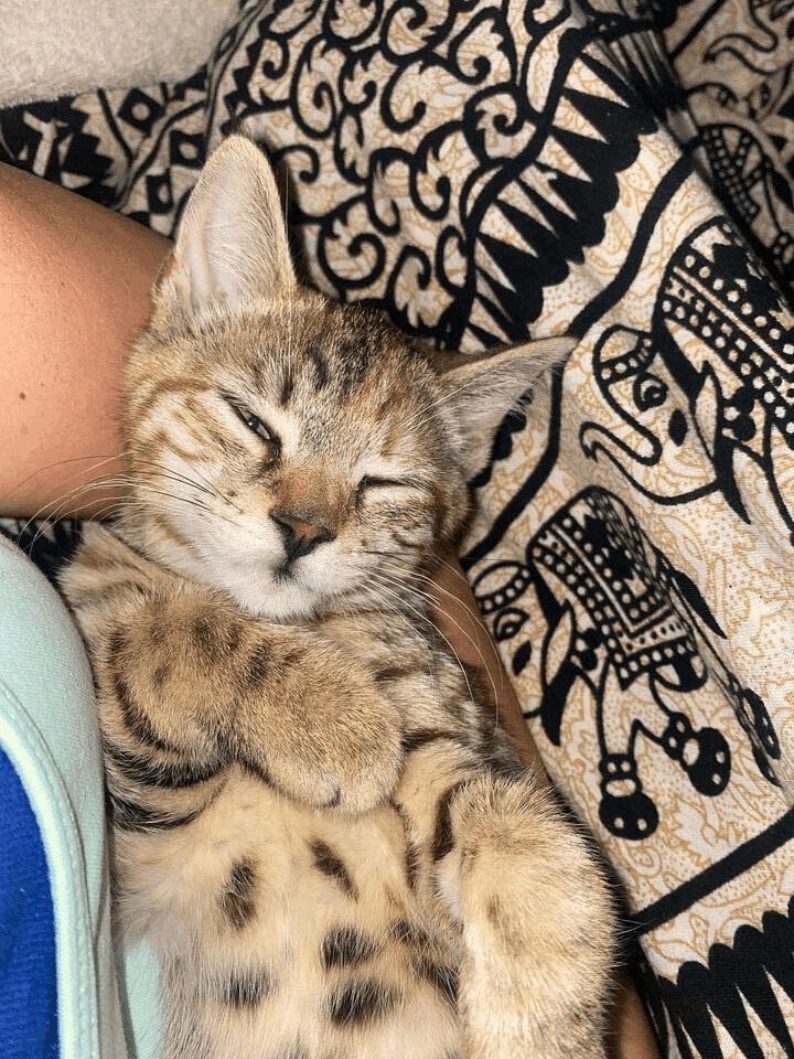 Foxxy and Mona Lisa, Adopted, Kitten Female Domestic Short Hair.