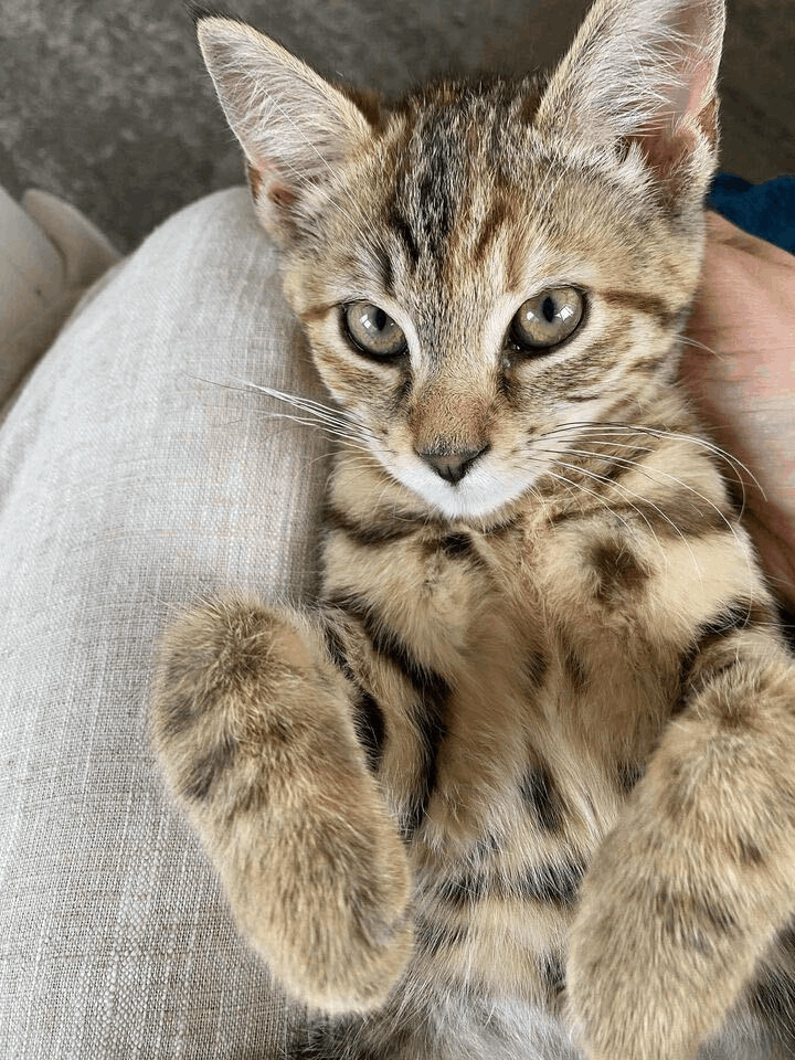 Enlarge Foxxy and Mona Lisa, a Adopted Domestic Short Hair in Long Island City, NY image 2/6