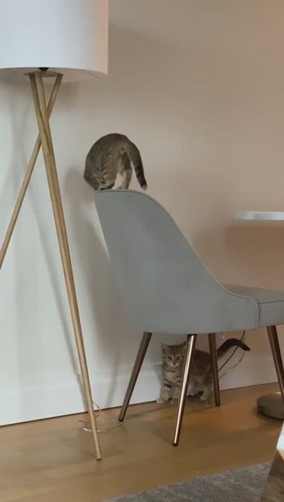 Enlarge Foxxy and Mona Lisa, a Adopted Domestic Short Hair in Long Island City, NY video 6/6