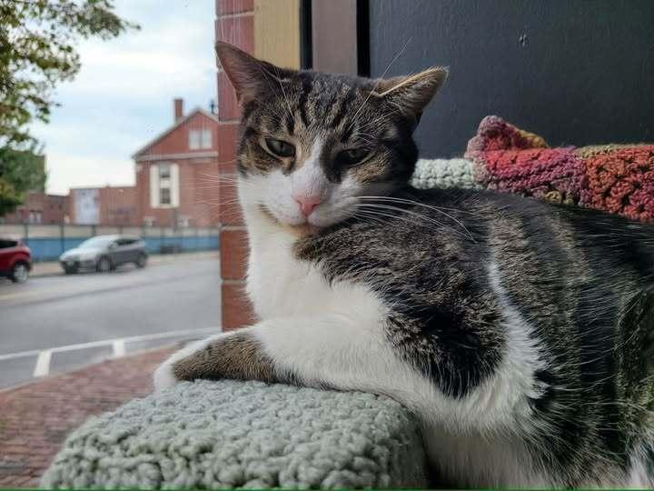 *Janis (bonded with Arlo), Adoptable, Adult Female Domestic Short Hair.