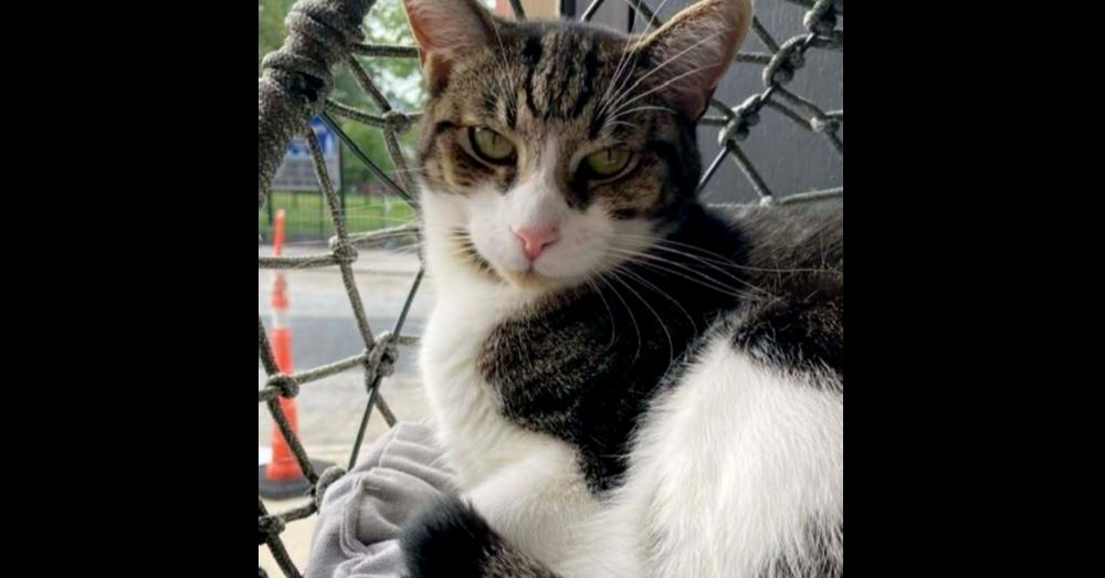 Enlarge *Janis (bonded with Arlo), a Adoptable Domestic Short Hair in Hudson, NH image 2/4