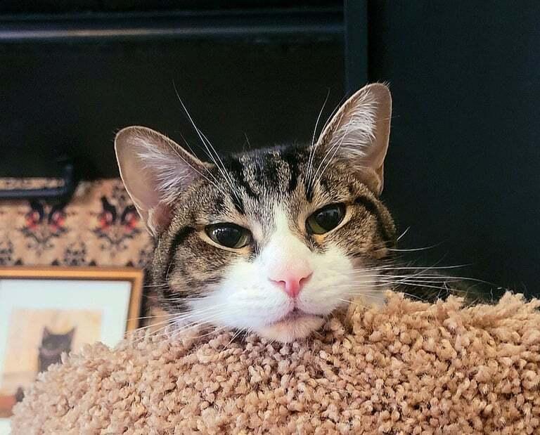 *Janis (bonded with Arlo), a Adoptable Domestic Short Hair in Hudson, NH image 2/2