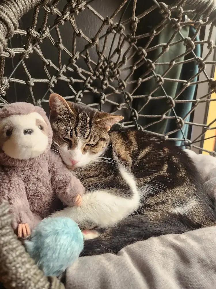 Enlarge *Janis (bonded with Arlo), a Adoptable Domestic Short Hair in Hudson, NH image 4/4