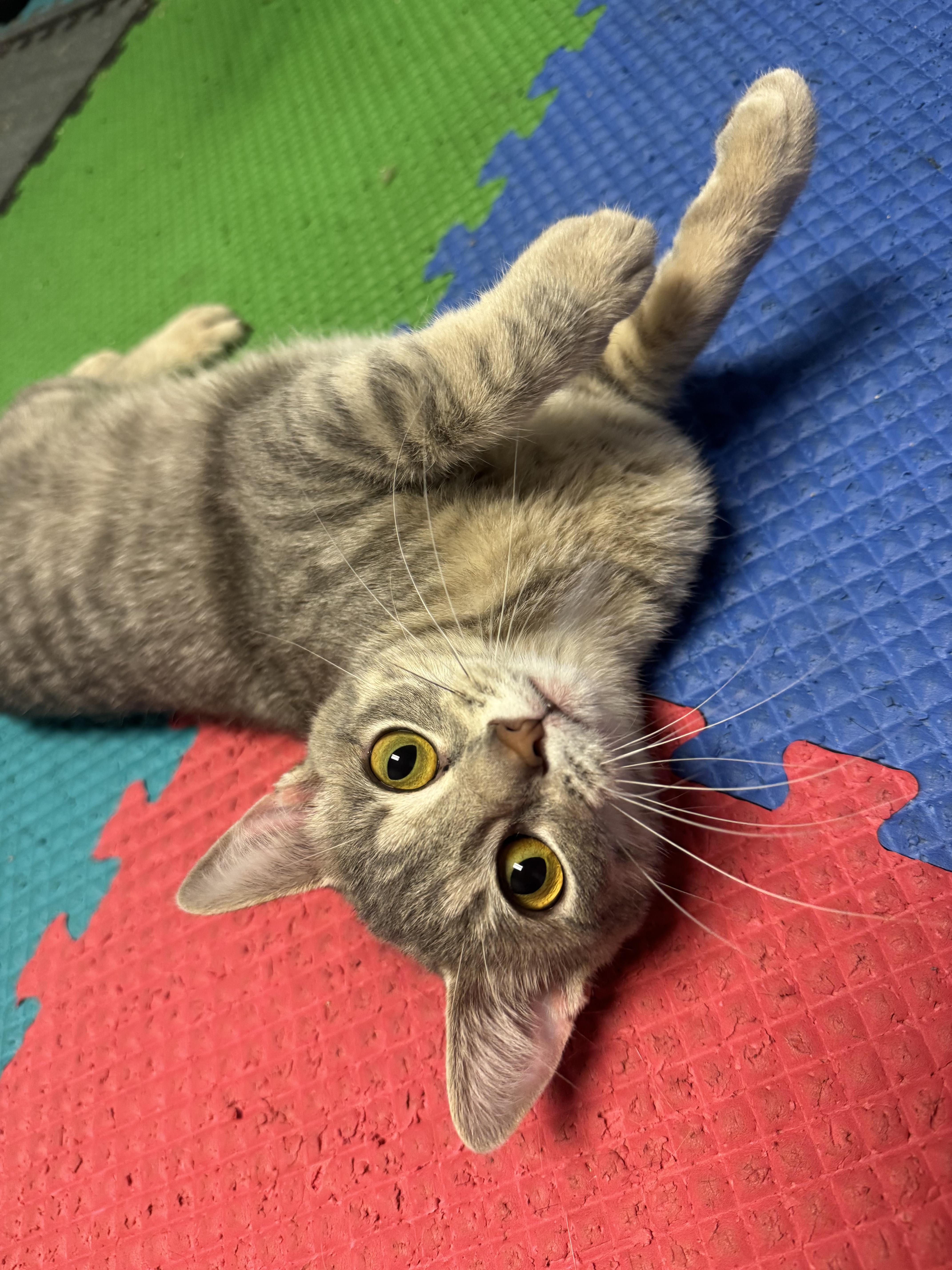 Aspen, a ADOPTABLE Tabby in Valley Center, KS image 3/3