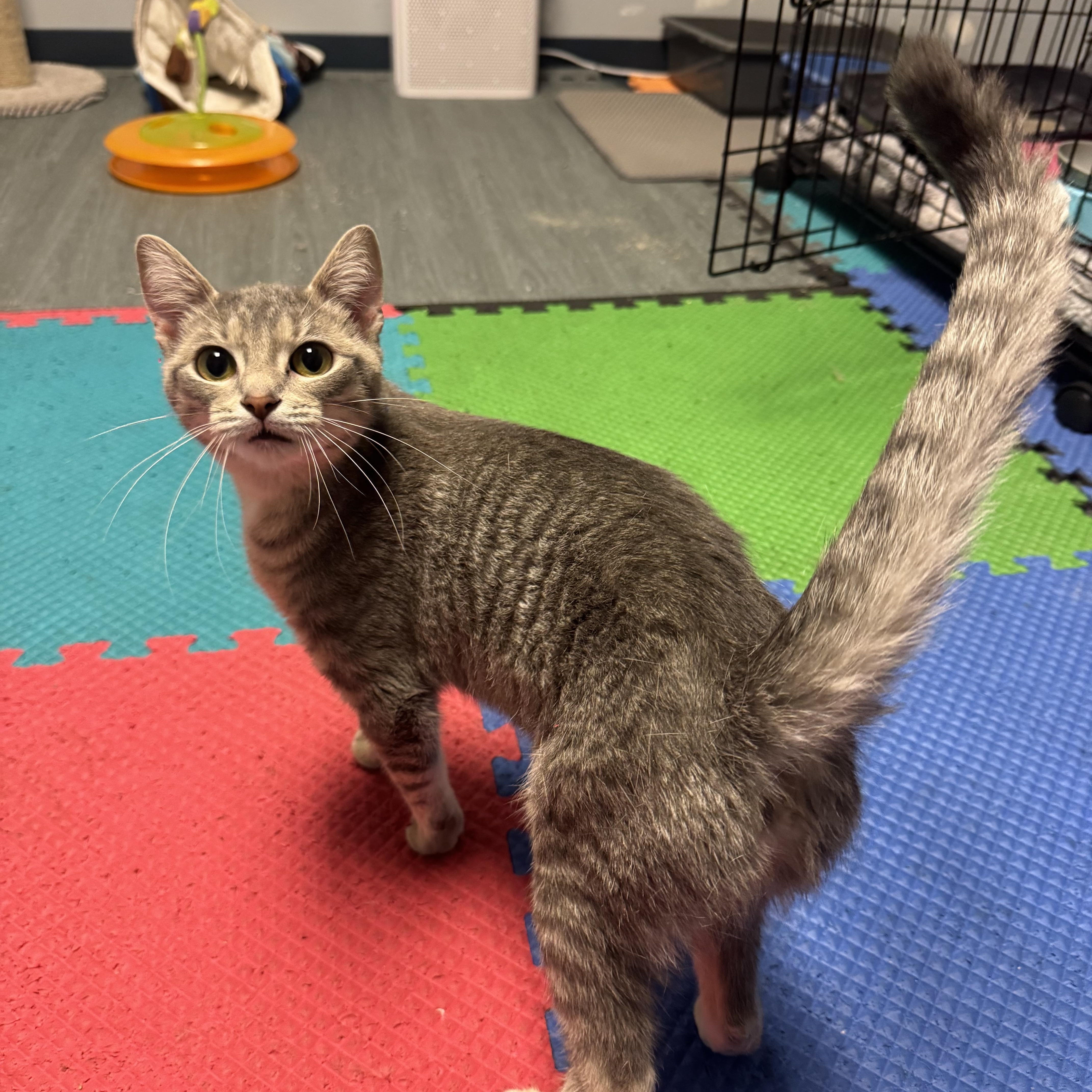 Aspen, a ADOPTABLE Tabby in Valley Center, KS image 2/3