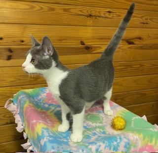 Marik - incredibly affectionate, this boy is ready for you!