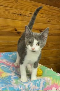 Marik - incredibly affectionate, this boy is ready for you!