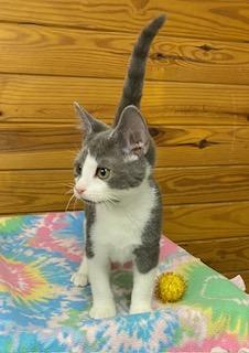 Marik - incredibly affectionate, this boy is ready for you!