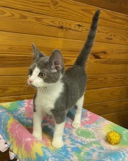 Marik - incredibly affectionate, this boy is ready for you!