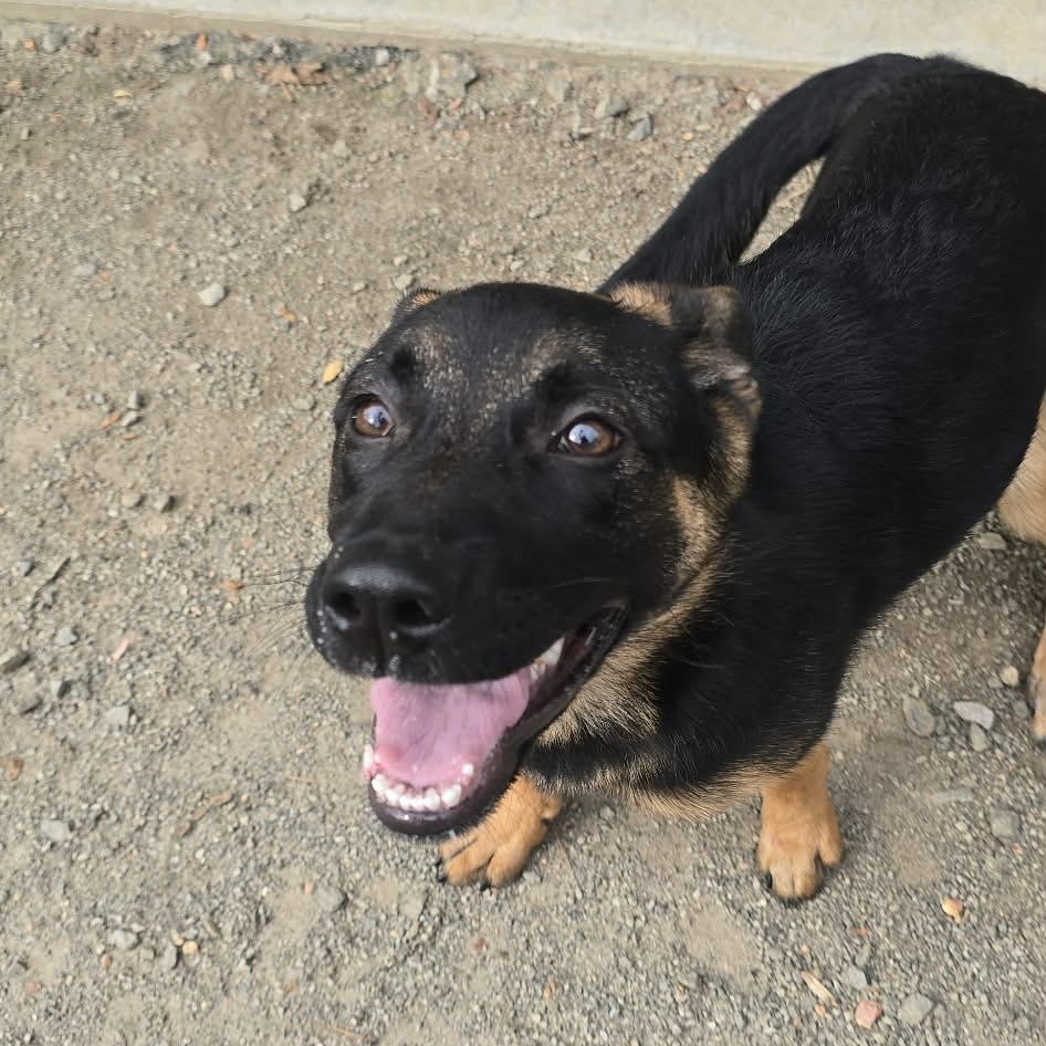 Enlarge Ally, an adopted German Shepherd Dog in Orange, VA image 2/2