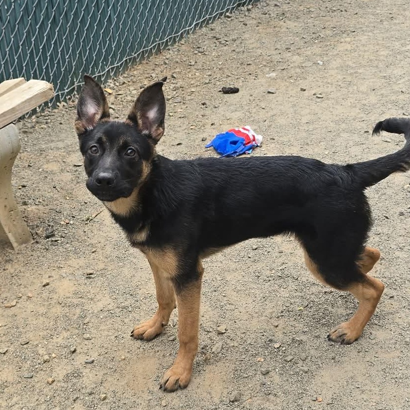 Ally, adopted, Puppy Female German Shepherd Dog.