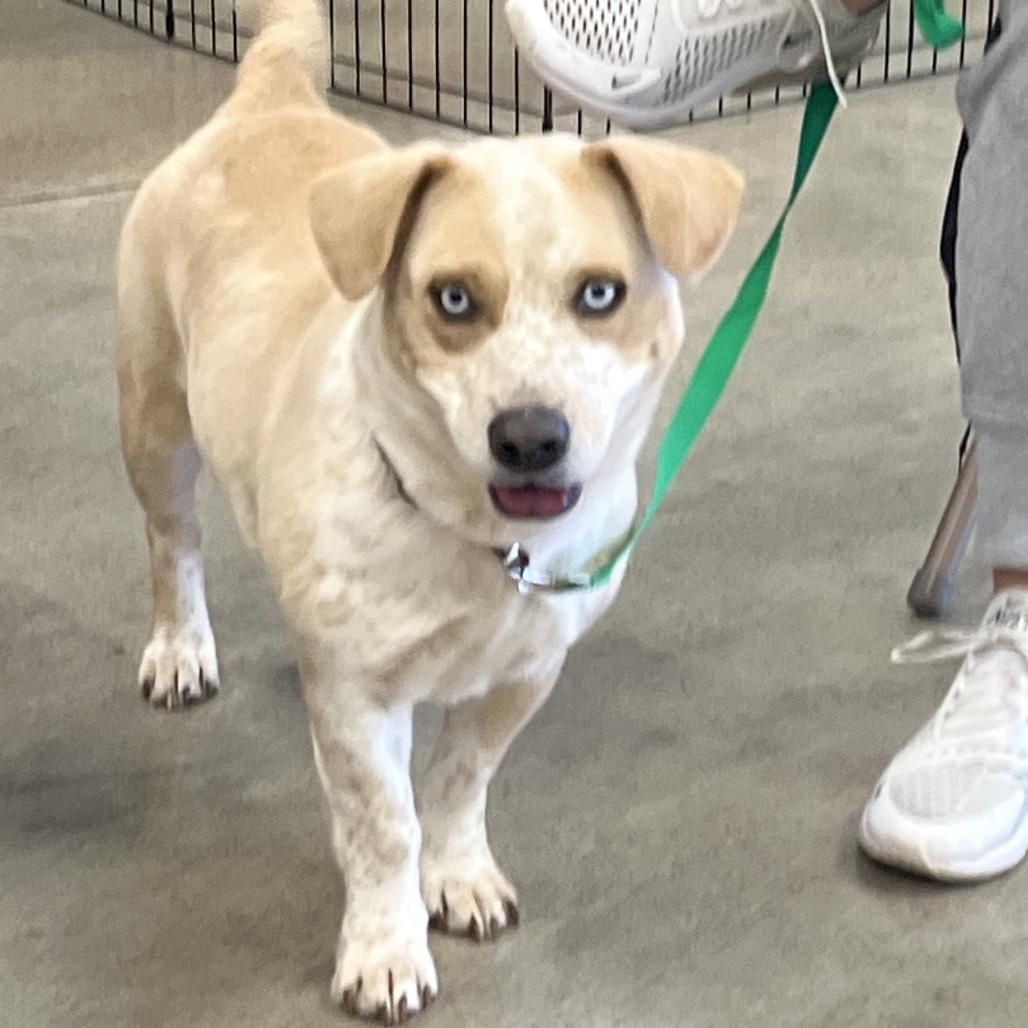 Enlarge Skye, a Adoptable mixed breed in Lee's Summit, MO image 1/4