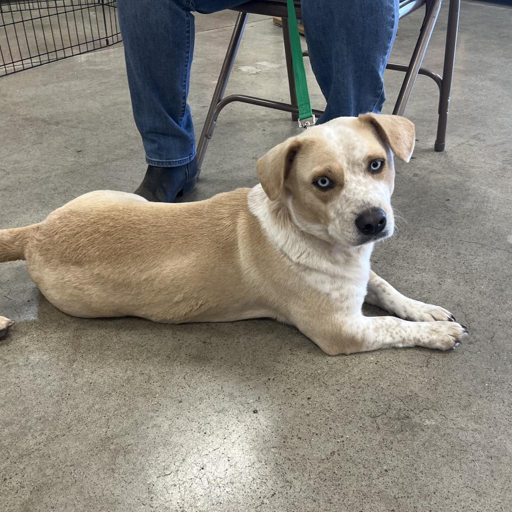 Enlarge Skye, a Adoptable mixed breed in Lee's Summit, MO image 2/4