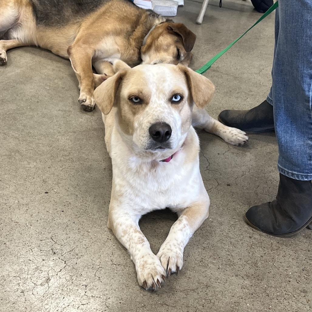 Enlarge Skye, a Adoptable mixed breed in Lee's Summit, MO image 3/4