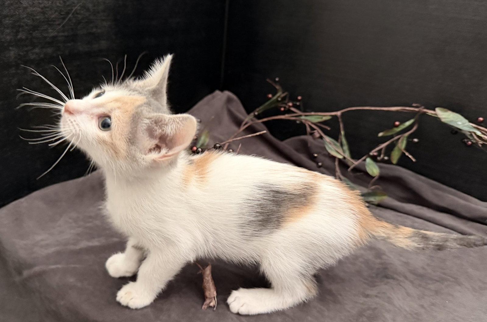 Beanette, Adopted, Kitten Female Domestic Short Hair & Calico.
