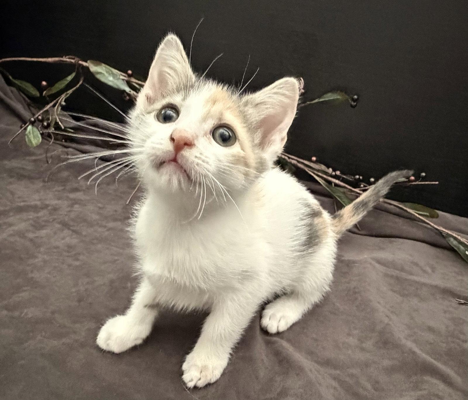 Enlarge Beanette, a Adopted mixed breed in Fayetteville, GA image 2/3