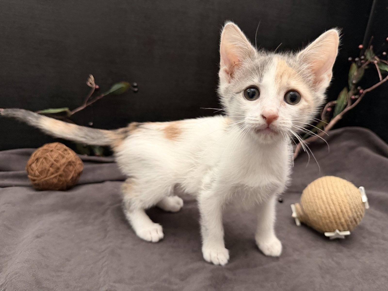 Enlarge Beanette, a Adopted mixed breed in Fayetteville, GA image 3/3