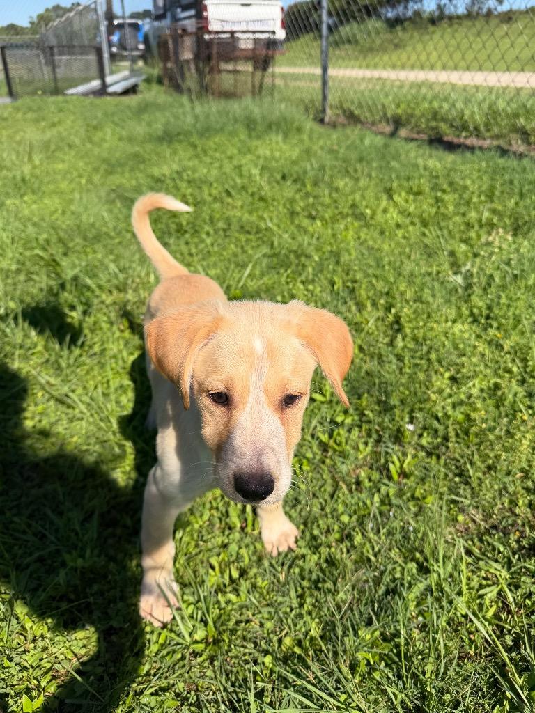 Cream, Adoptable, Puppy Female Spaniel.