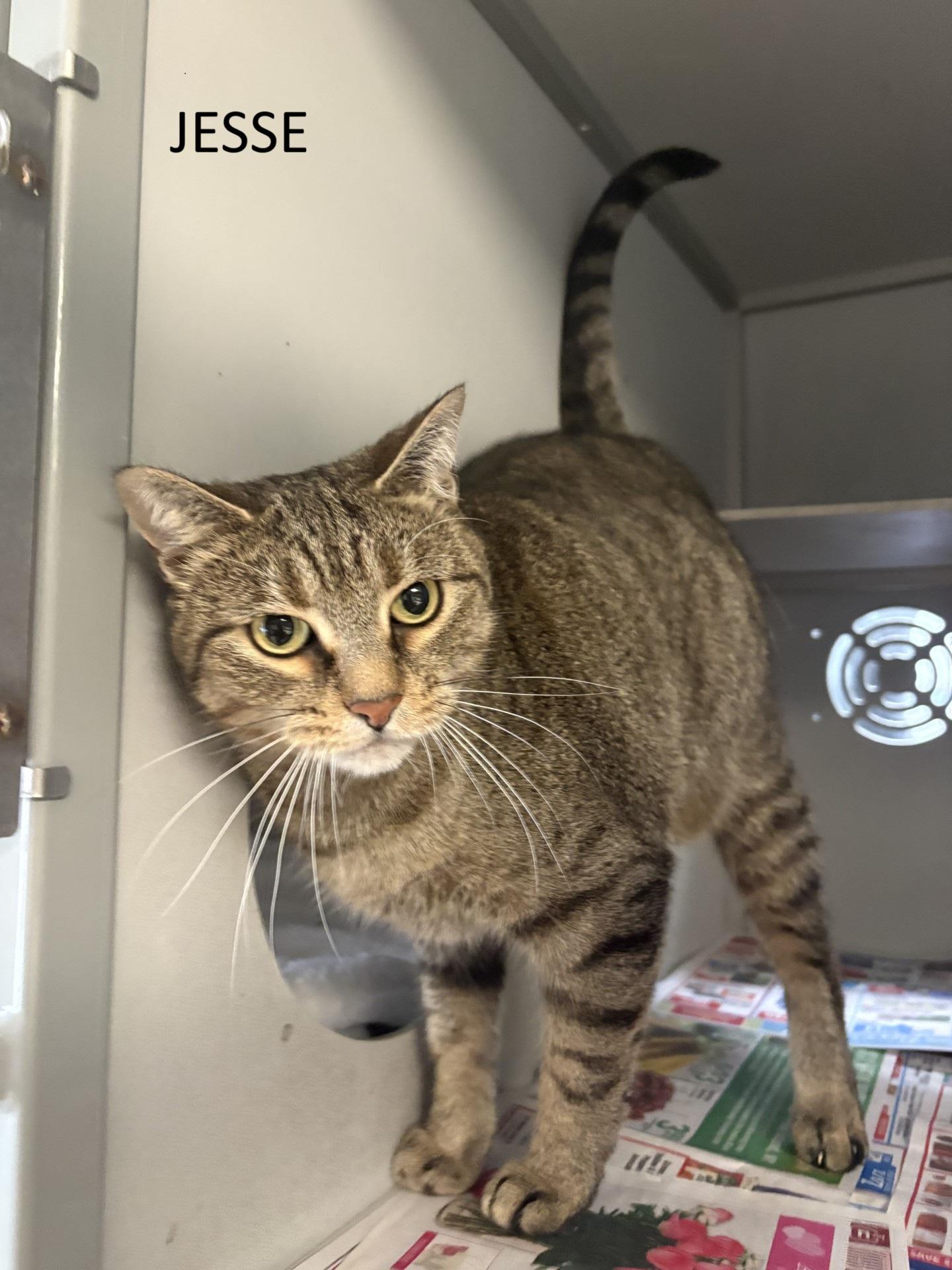 Enlarge Jesse, a Adoptable Domestic Short Hair in Vernon, NJ image 1/1