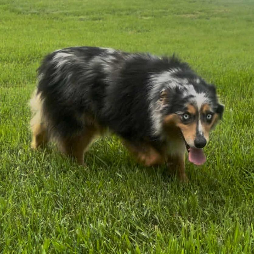 Sadie2 (AWAITING TRANSFER), a Adoptable mixed breed in Ada, MN image 1/3